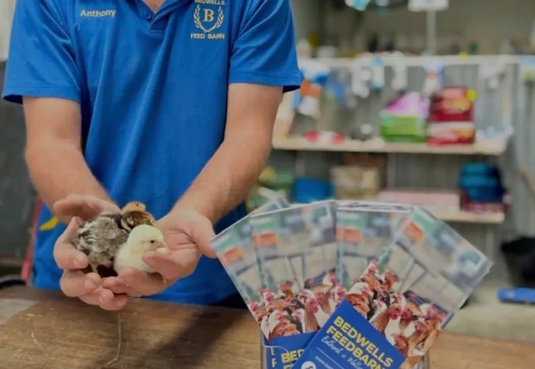 RAISING DAY OLD CHICKS