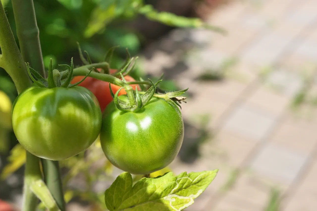 THE PERFECT TOMATO