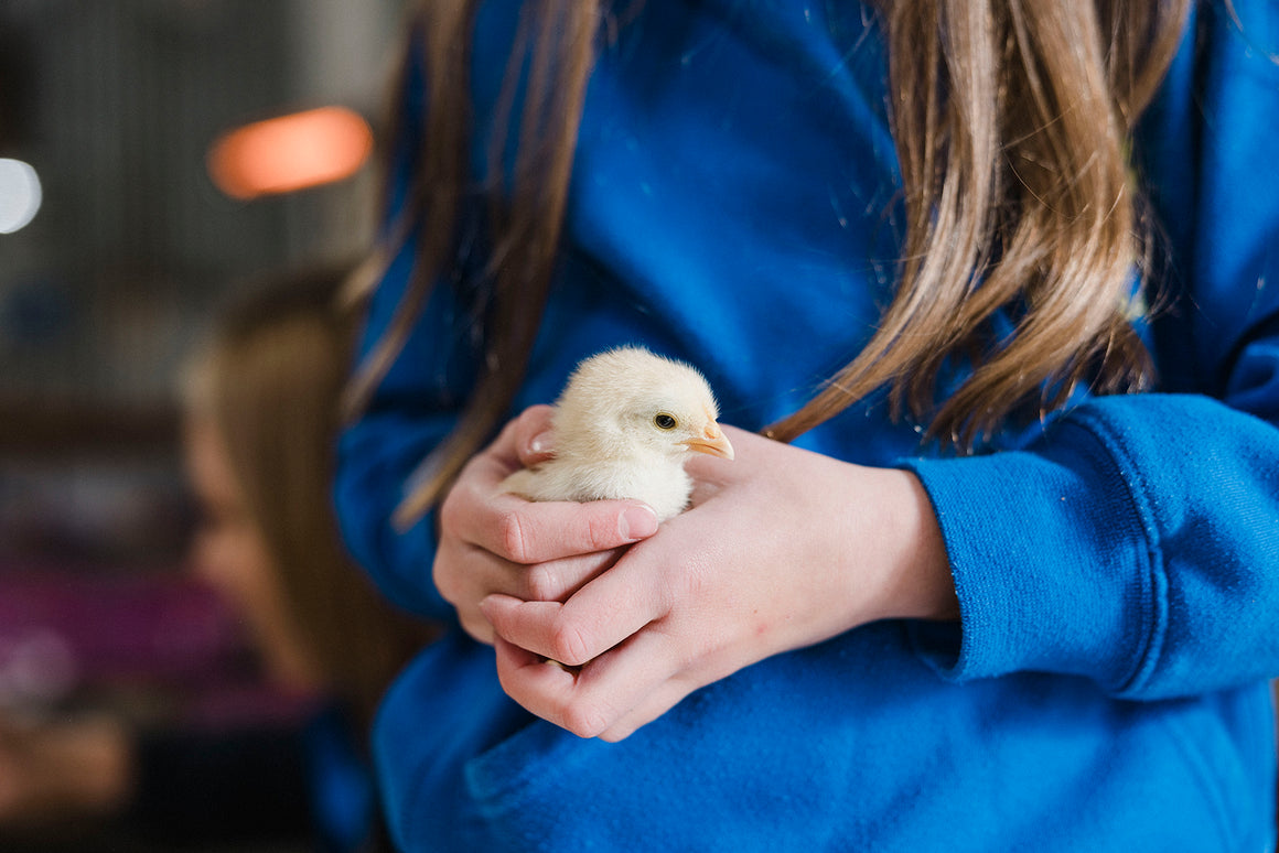 DAY OLD CHICKS - Pure Bred