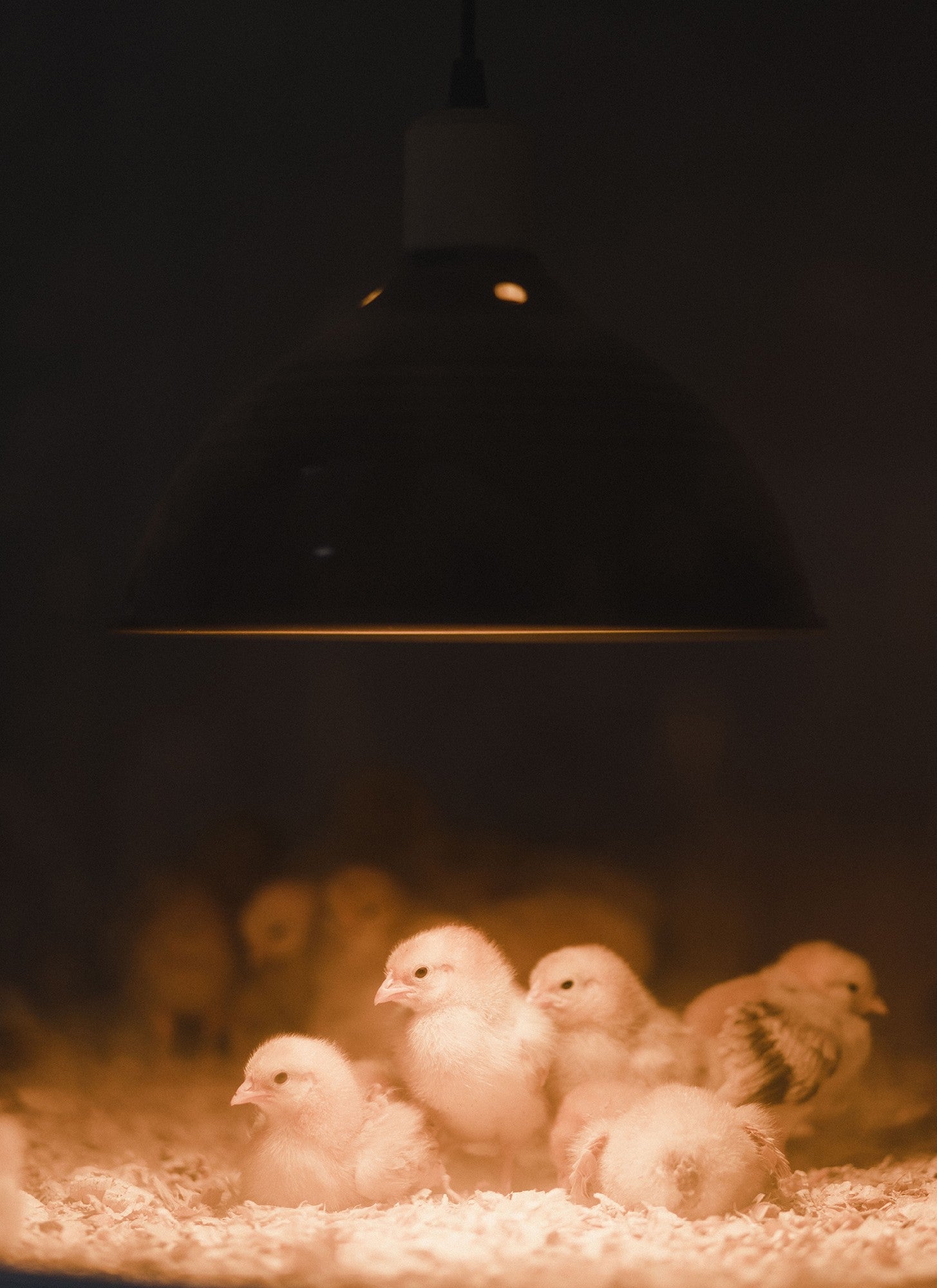 DAY OLD CHICKS - Pure Bred