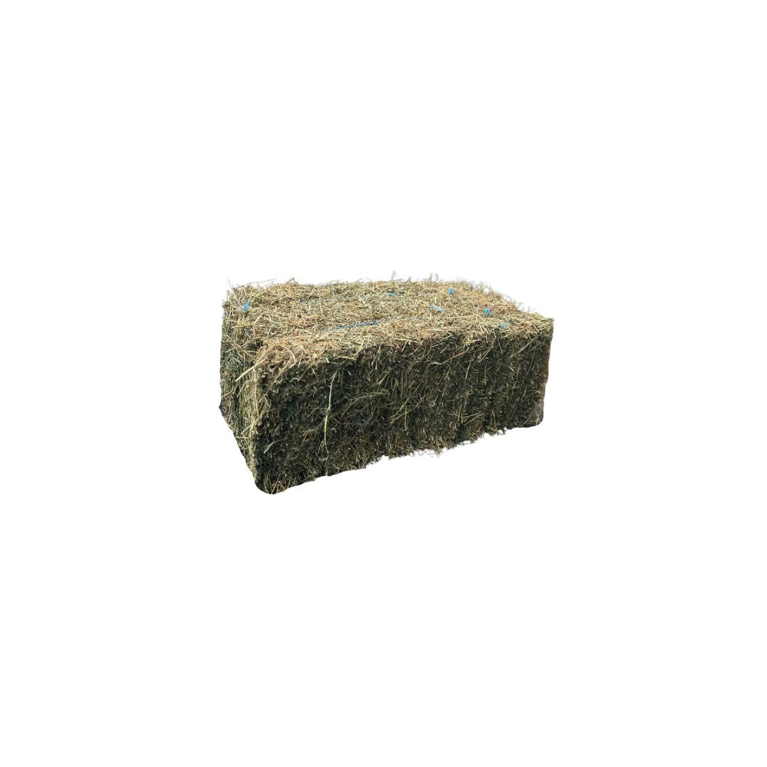 B-GRADE LUCERNE HAY SMALL SQUARES