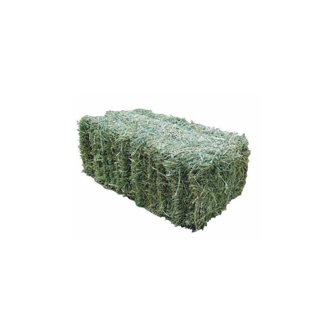 A-GRADE LUCERNE HAY SMALL SQUARES