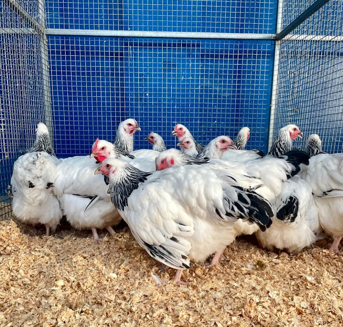 LIGHT SUSSEX PULLETS